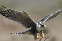 Các kỷ lục khó tưởng tượng của loài “quái điểu“