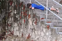 Rợn người thành phố cua bò lổn nhổn khắp nơi