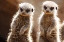 4K, công nghệ khiến các loại tivi HD, 3D bị bỏ xó