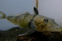 Phát hiện loài cá “máu trắng” độc nhất vô nhị