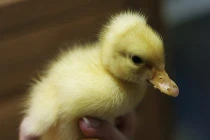 Tận mắt khoảnh khắc chào đời rợn người của họ nhà vịt