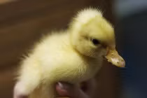 Tận mắt khoảnh khắc chào đời rợn người của họ nhà vịt