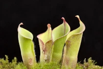  Những loài cây ăn thịt ẩn thân cực đỉnh