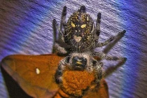 Kinh hoàng cảnh nhện độc hạ sát con mồi