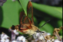 Vẻ đẹp kỳ lạ của loài ngài cánh trong