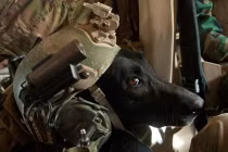 Cách quân đội Mỹ đào tạo “chiến binh chó“