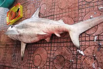 Tận mắt cá mập trắng bị bắt gần bãi tắm Quy Nhơn