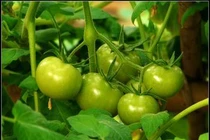 Những loại thực phẩm độc hại không nên ăn