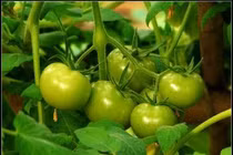 Những loại thực phẩm độc hại không nên ăn