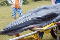 Cá voi trọng thương bơi vào bờ biển Huế