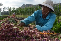 Tận mắt “vương quốc hành tỏi” Lý Sơn thu hoạch