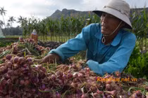 Tận mắt “vương quốc hành tỏi” Lý Sơn thu hoạch