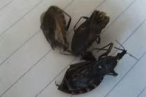 Nắng nóng, bọ xít hút máu tái xuất ở Hà Nội