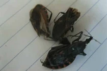 Nắng nóng, bọ xít hút máu tái xuất ở Hà Nội