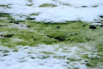 Có tuyết đen, vàng, đỏ, xanh?