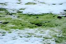 Có tuyết đen, vàng, đỏ, xanh?