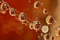 Những giọt nước lung linh