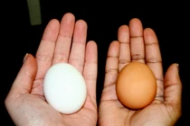 Trứng gà vỏ trắng hay vỏ nâu tốt hơn?