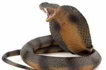 Nghệ thuật dùng “vũ khí sống” trong chiến trận của người Việt