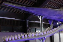 Cận cảnh linh vật lạ trong đền thờ VN