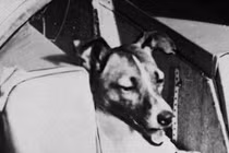 Những chú chó “huyền thoại” trong lịch sử thế giới