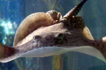 Thú nuôi cá đuối gai độc nghìn USD của dân chơi Việt