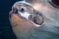 “Thủ cấp” khổng lồ trôi dạt dưới đáy biển Việt Nam 