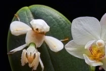 Tận mắt những “đóa hoa” ăn thịt khát máu ở Việt Nam