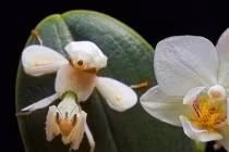 Tận mắt những “đóa hoa” ăn thịt khát máu ở Việt Nam