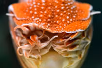 Cận cảnh “hóa thạch sống” kỳ dị dưới đáy biển Việt Nam