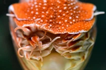 Cận cảnh “hóa thạch sống” kỳ dị dưới đáy biển Việt Nam