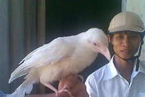 Thú chơi chim bìm bịp bạch tạng giá “chát” của dân chơi Việt