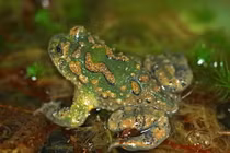 Ảnh hiếm về “cậu ông trời” sắp biến mất của VN