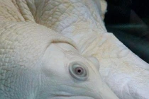 Những thú đam mê khác người của vua chúa Việt 