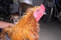 Phát sốt thú chơi gà “tơi tả, nhừ tử” của dân Việt