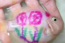 Rộ mốt chơi cá cảnh “xăm trổ” của dân chơi Việt