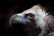 Chim to nhất Việt Nam là đây!