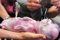 10 chú lợn quái thai xôn xao ở Việt Nam