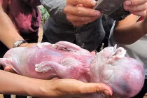 10 chú lợn quái thai xôn xao ở Việt Nam