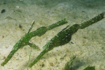 Cá “tàng hình” hiếm hơn vàng ở Việt Nam