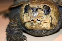 Rùa dị “đầu voi đuôi chuột” khát máu ở Việt Nam