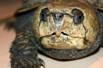 Rùa dị “đầu voi đuôi chuột” khát máu ở Việt Nam