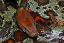 Những ngôi đền thờ “rắn thần” lạ nhất VN 