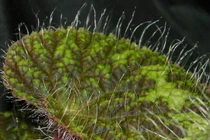 Cây mọc lông cực dị ở VN... “hút” dân mê cảnh q.tế