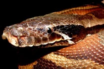 Ngộ nghĩnh loài trăn đỏ béo múp, ngắn cũn của Việt Nam