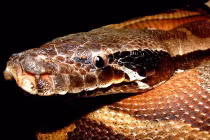 Ngộ nghĩnh loài trăn đỏ béo múp, ngắn cũn của Việt Nam