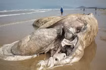 Hàng loạt xác chết khổng lồ xuất hiện trên bờ biển Việt Nam