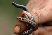 Lạ lùng rắn hai đầu “cực dị” ở Việt Nam