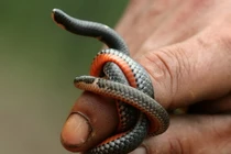 Lạ lùng rắn hai đầu “cực dị” ở Việt Nam