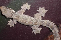 Lạ lùng loài thạch sùng biết bay và tàng hình của VN